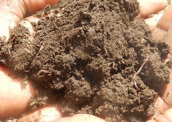 Status of soils: An often ignored but important resource in food security